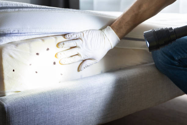 Best Emergency Pest Control  in Ivanhoe, TX