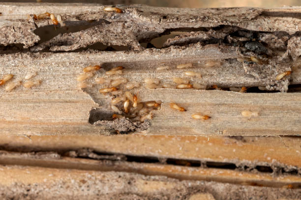 Best Wasp Removal Services  in Ivanhoe, TX