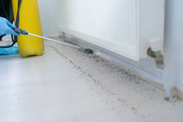 Best Emergency Pest Control  in Ivanhoe, TX